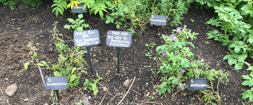 Labels on potatoes at Royal Botanic Garden, Edinburgh