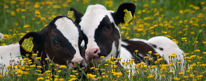 Two black and white dairy calves in a field of yellow flowers. By Peter Nijenhuis from flickr