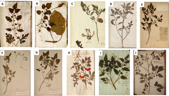 Illustration of the earliest European depictions of tomatoes