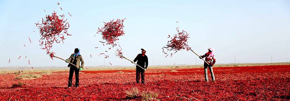 Three farmers air drying chillies in Gansu Province, China