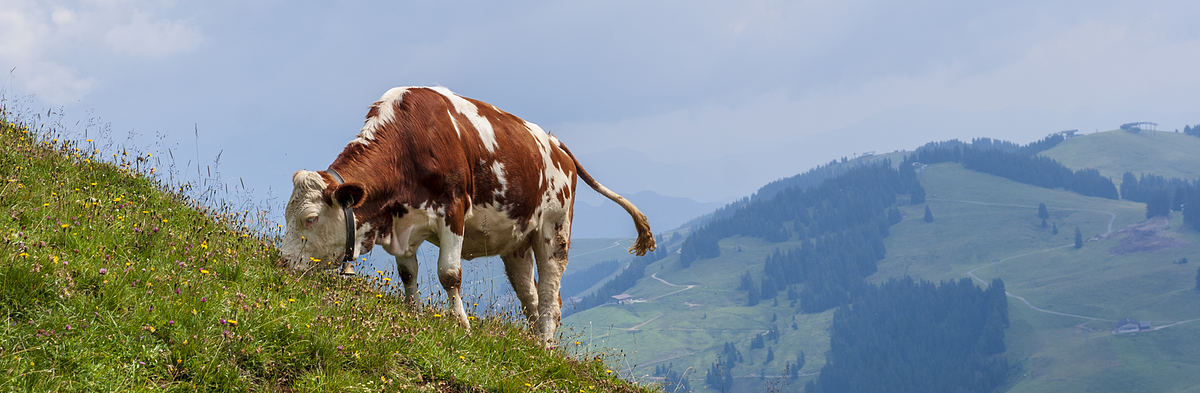 /cow on a steep mountain slope