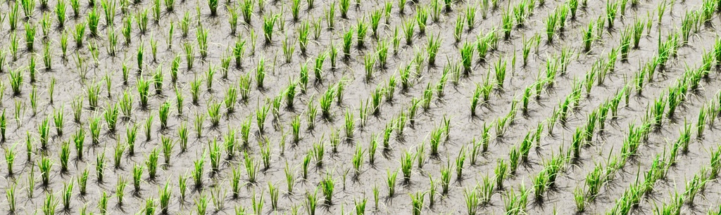 pattern of rice seedlings in water