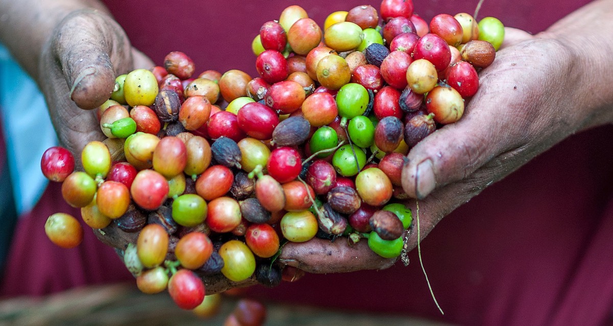 Ripe coffee beans in a farmer's hands