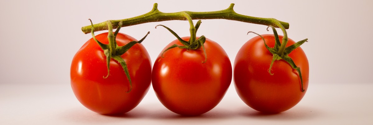 Three identical tomatoes on a vine