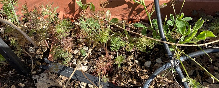 Volunteer dill poking up