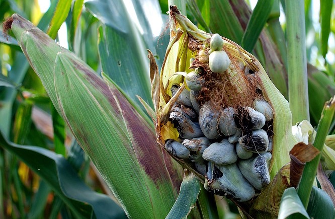 Corn smut Ustilago maydis fungus on an ear of maize