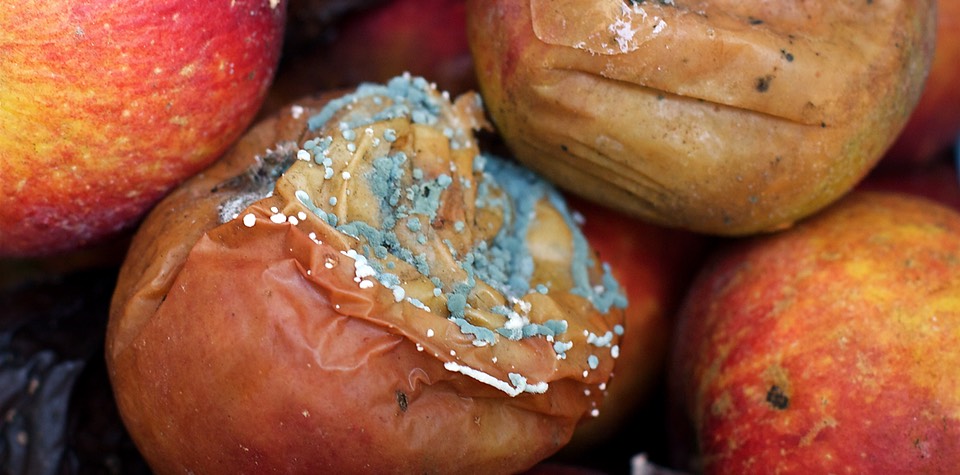 A rotten apple covered with fungal mould