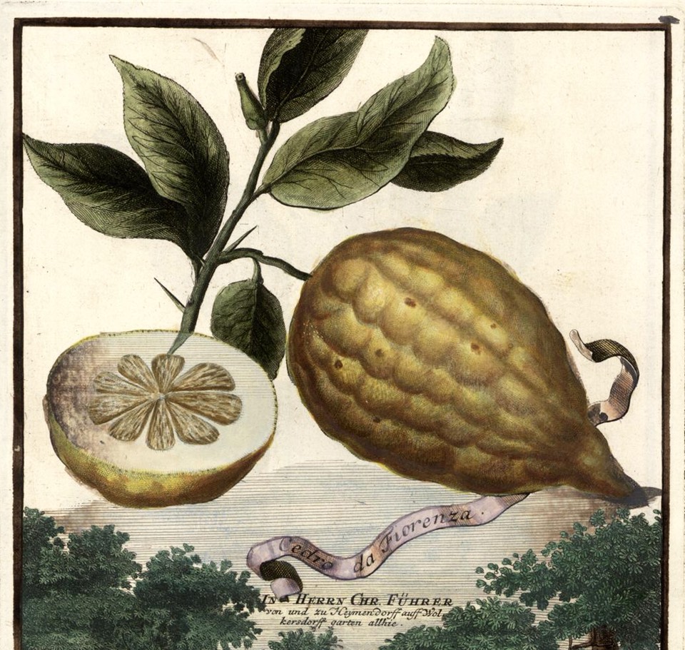 Illustration of citrus fruit from J.C Volkamer's Book of Citrus Fruits