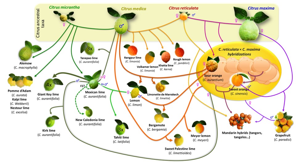 Diagram of family relations among citrus fruits