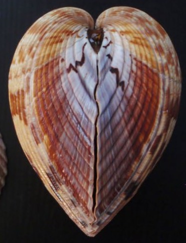 End on view of a Manila clam showing its resemblance to a heart