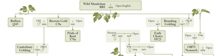 Part of the pedigree of British hops