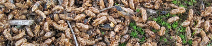 Masses of periodical cicada empty exoskeletons on the ground and a few adults