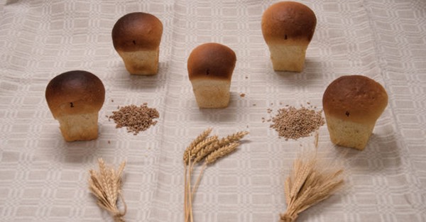 Test bakes of buns made with einkorn or emmer and bread wheat