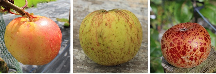 Three heritage Irish apples