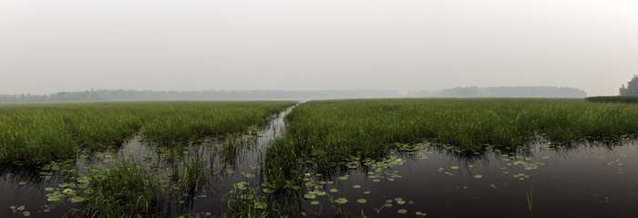 A view of a lake in Minnesota fringed by wild rice