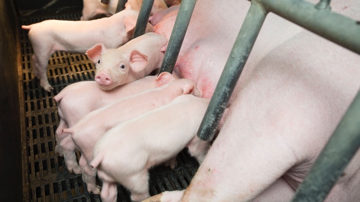 Young pigs, tails docked, suckling their mom who is in a farrowing crate.