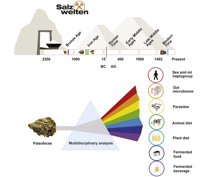 Schematic of the analysis of palaeofaeces from Hallstatt miners