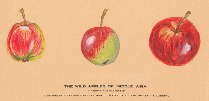 Detail from watercolour of wild apples present to Cornell by Vavilov