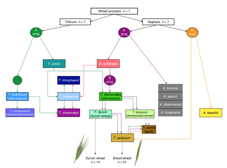 Diagram of wheat evolution