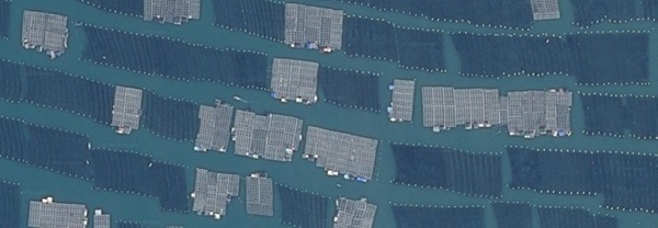 intensive fish farms off the coast of China