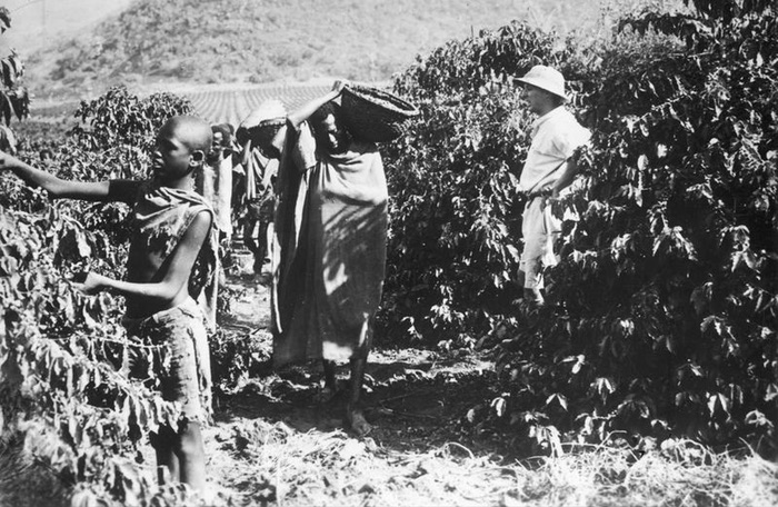 An Italian overseer and Ethiopian workers on a coffee plantation