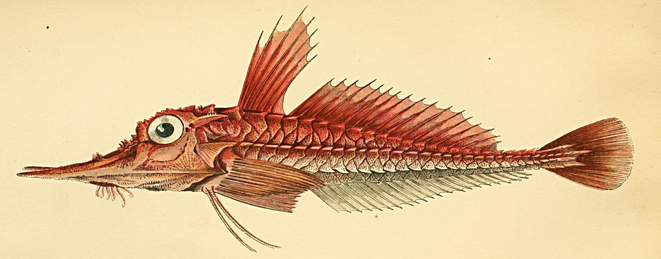 Armoured gurnard illustration